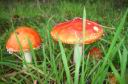 Amanita-muscaria_conc.jpg