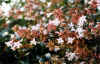 Abelia grandiflora_flores .jpg (59390 bytes)