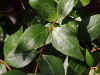 Abelia grandiflora_hojas.jpg (46382 bytes)