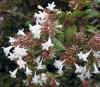 Abelia grandiflora.jpg (44275 bytes)