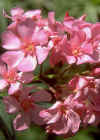 Nerium Oleander