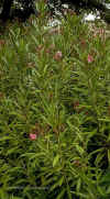 Nerium Oleander