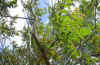 Ailanthus altissima