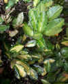 Aucuba japonica