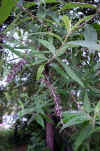 Buddleja davidii  4.jpg (58177 bytes)