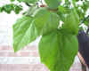 Catalpa bignoides