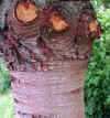 Cedrus deodara