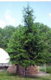 Cedrus libani