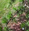 Cedrus libani