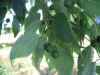 Celtis_hojs_frutos.jpg (34151 bytes)