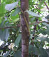 Cornus sanguinea