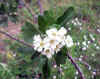 Crataegus azarolus