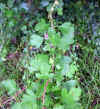 Crataegus monogyna