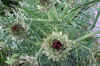 Cynara scolymus