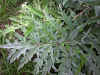 Cynara scolymus