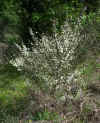 Cytisus multiflorus