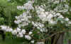 Deutzia sp