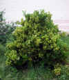 Euonymus japonicus