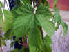 Humulus lupulus