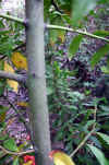 Laurus nobiles