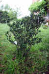 Ligustrum japonicum