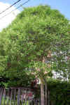 Ligustrum sp