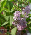 Syringa vulgaris