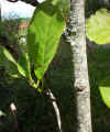 Magnolia soulangiana