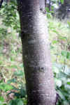 Malus sylvestris