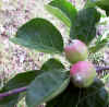 Malus sylvestris