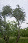 Olea europaea