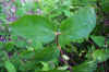 Philadelphus coronarius