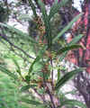 Phillirea angustifolia