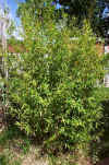 Phyllostachys viridiglaucescens