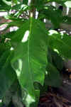 Phytolacca americana