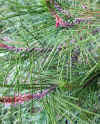 Pinus halepensis