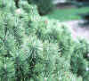 Pinus mugo 