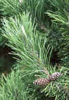 Pinus mugo 