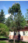 Pinus pinaster