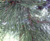 Pinus radiata