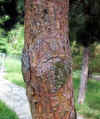 Pinus silvestris