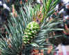 Pinus silvestris