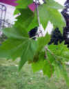 Platanus hibrida