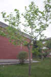 Platanus hibrida