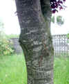 Prunus atropurpurea