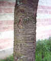 Prunus avium