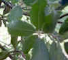 Quercus ilex