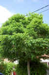 Robinia sp. de bola