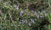 Rosmarinus officinalis