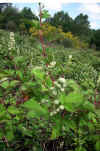 Rubus ulmifolius